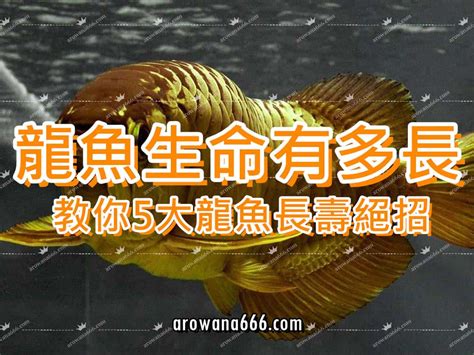 工位布置 龍吐珠魚壽命